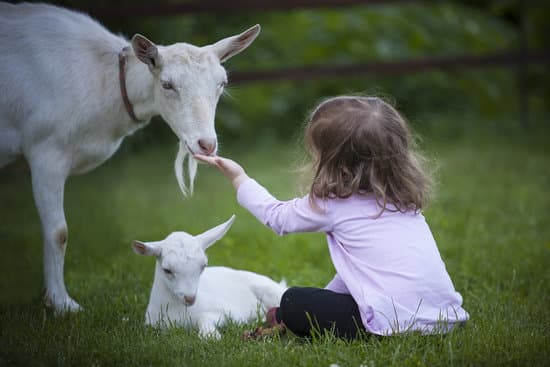 Petite fille assise dans l'herbe avec 2 chèvres