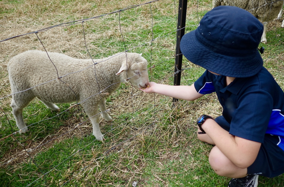 Mouton et enfant