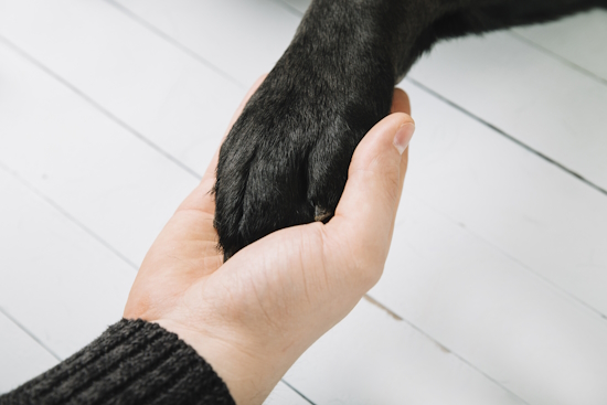 Homme brossant un chien