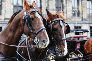 2 chevaux en ville